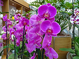 orchidea
